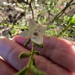 Philotheca difformis subsp. difformis at Gunderbooka, NSW - 28 Aug 2023