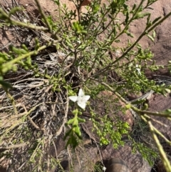 Philotheca difformis subsp. difformis at Gunderbooka, NSW - 28 Aug 2023