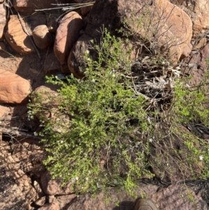 Philotheca difformis subsp. difformis at Gunderbooka, NSW - 28 Aug 2023