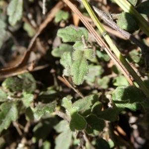 Xanthosia pilosa at Charleys Forest, NSW - suppressed