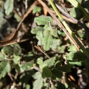 Xanthosia pilosa at Charleys Forest, NSW - 8 Aug 2023