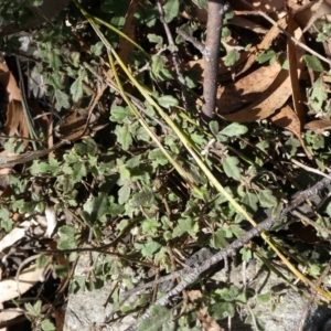 Xanthosia pilosa at Charleys Forest, NSW - suppressed