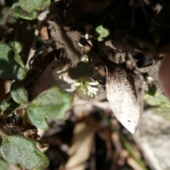 Xanthosia pilosa at Charleys Forest, NSW - suppressed