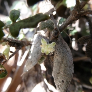 Xanthosia pilosa at Charleys Forest, NSW - suppressed