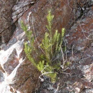 Melaleuca capitata at Charleys Forest, NSW - suppressed