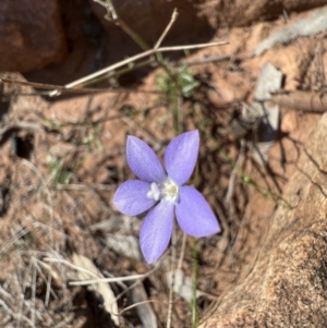 Wahlenbergia gracilis at Gunderbooka, NSW - 28 Aug 2023