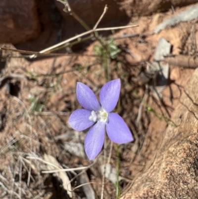 Wahlenbergia gracilis (Australian Bluebell) at Gunderbooka, NSW - 28 Aug 2023 by SimoneC