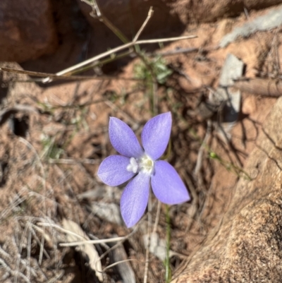 Wahlenbergia sp. (Bluebell) at Gundabooka National Parks - 28 Aug 2023 by SimoneC