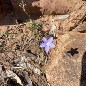 Wahlenbergia gracilis at Gunderbooka, NSW - 28 Aug 2023 02:47 PM