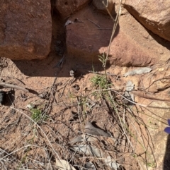 Wahlenbergia gracilis at Gunderbooka, NSW - 28 Aug 2023 02:47 PM