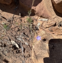 Wahlenbergia gracilis at Gunderbooka, NSW - 28 Aug 2023