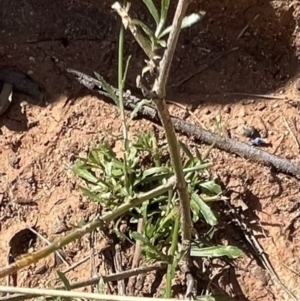 Wahlenbergia gracilis at Gunderbooka, NSW - 28 Aug 2023