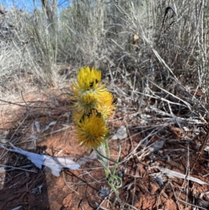 Waitzia acuminata at Gunderbooka, NSW - 28 Aug 2023 10:22 AM