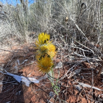 Waitzia acuminata at Gundabooka National Park - 28 Aug 2023 by SimoneC