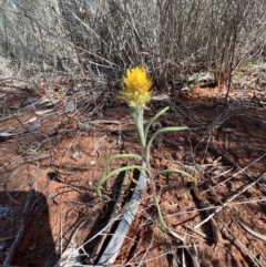 Waitzia acuminata at Gunderbooka, NSW - 28 Aug 2023