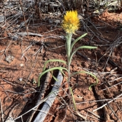 Waitzia acuminata at Gunderbooka, NSW - 28 Aug 2023