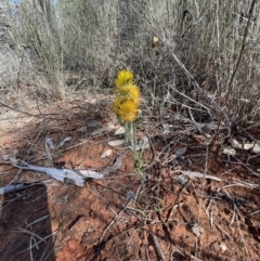Waitzia acuminata at Gunderbooka, NSW - 28 Aug 2023