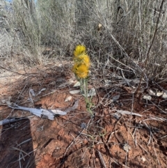 Waitzia acuminata at Gunderbooka, NSW - 28 Aug 2023 10:22 AM