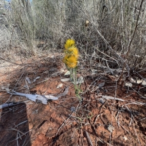 Waitzia acuminata at Gunderbooka, NSW - 28 Aug 2023