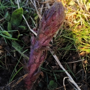 Orobanche minor at Fadden, ACT - 9 Sep 2023