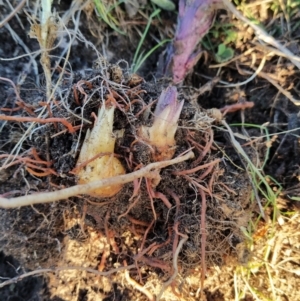 Orobanche minor at Fadden, ACT - 9 Sep 2023