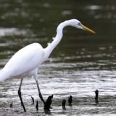 Ardea alba (Great Egret) at Glen Isla, QLD - 7 Aug 2023 by AlisonMilton