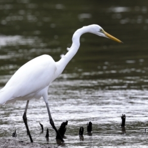 Ardea alba at Glen Isla, QLD - 7 Aug 2023