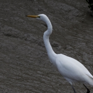 Ardea alba at Glen Isla, QLD - 7 Aug 2023