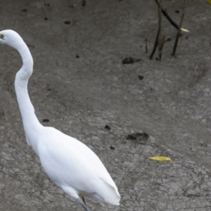 Ardea alba at Glen Isla, QLD - 7 Aug 2023