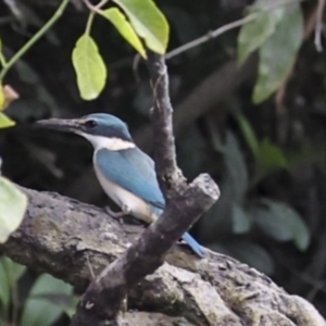 Todiramphus sanctus at Glen Isla, QLD - 7 Aug 2023