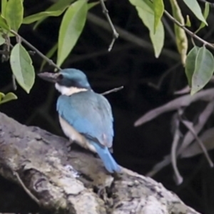 Todiramphus sanctus at Glen Isla, QLD - 7 Aug 2023