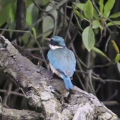 Todiramphus sanctus at Glen Isla, QLD - 7 Aug 2023 10:48 AM