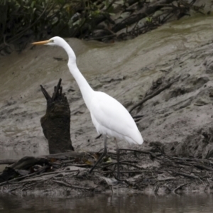 Ardea alba at Glen Isla, QLD - 7 Aug 2023 10:50 AM