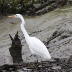 Ardea alba at Glen Isla, QLD - 7 Aug 2023 10:50 AM