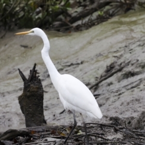 Ardea alba at Glen Isla, QLD - 7 Aug 2023 10:50 AM
