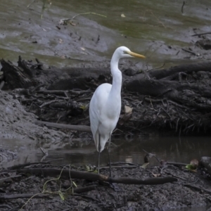 Ardea alba at Preston, QLD - 7 Aug 2023