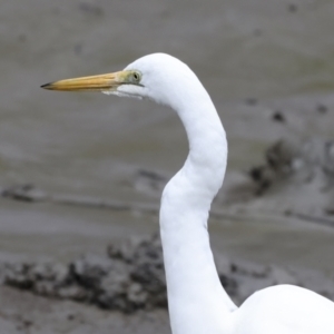 Ardea alba at Preston, QLD - 7 Aug 2023