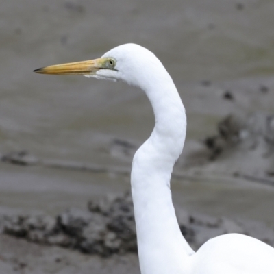 Ardea alba (Great Egret) at Preston, QLD - 7 Aug 2023 by AlisonMilton