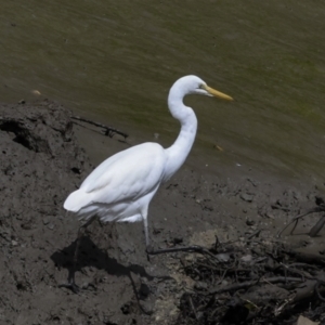 Ardea alba at Preston, QLD - 7 Aug 2023