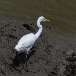 Ardea alba at Preston, QLD - 7 Aug 2023