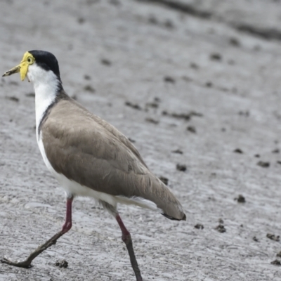 Vanellus miles (Masked Lapwing) at Preston, QLD - 7 Aug 2023 by AlisonMilton