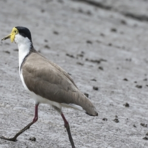 Vanellus miles (Masked Lapwing) at Preston, QLD by AlisonMilton