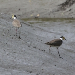 Vanellus miles at Preston, QLD - 7 Aug 2023