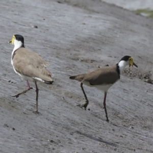 Vanellus miles at Preston, QLD - 7 Aug 2023