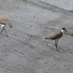 Vanellus miles at Preston, QLD - 7 Aug 2023