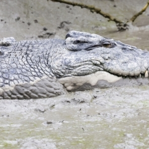 Crocodylus porosus at Preston, QLD - 7 Aug 2023 10:05 AM