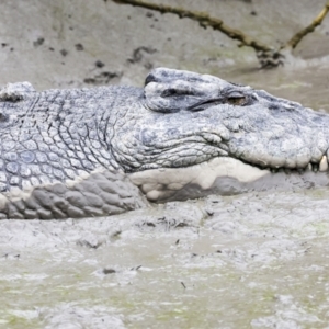 Crocodylus porosus at Preston, QLD - 7 Aug 2023 10:05 AM