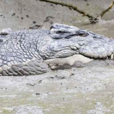 Crocodylus porosus (Saltwater Crocodile, Estuarine Crocodile) at Preston, QLD - 7 Aug 2023 by AlisonMilton