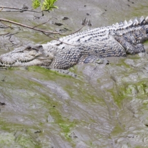 Crocodylus porosus at Preston, QLD - 7 Aug 2023 10:05 AM