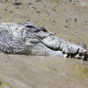 Crocodylus porosus at Preston, QLD - 7 Aug 2023 10:05 AM